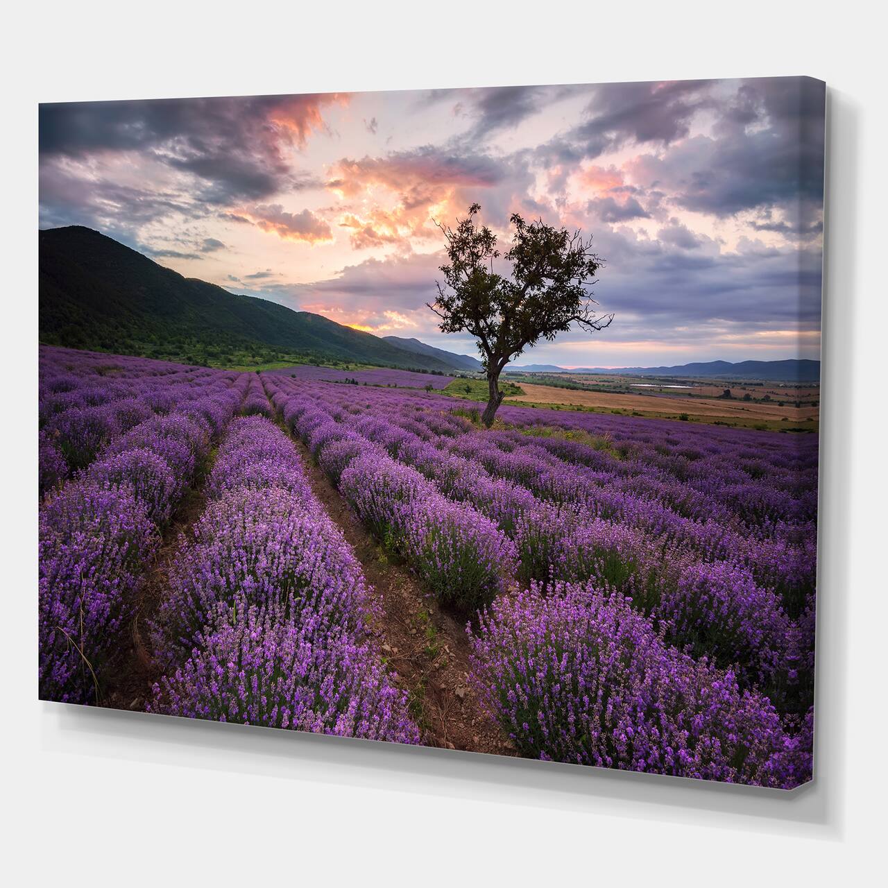 Designart - Lavender Field At Dawn III - Farmhouse Canvas Wall Art Print